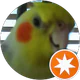 C Q profil fotoğrafı