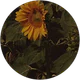 Ayliin Aylin profil fotoğrafı